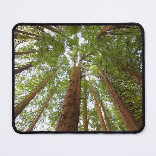 Item preview, Redwood Trees designed and sold by Rachel Elizabeth Photography.
