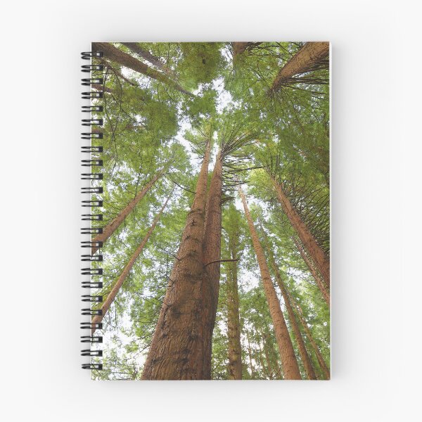 Item preview, Redwood Trees designed and sold by Rachel Elizabeth Photography.