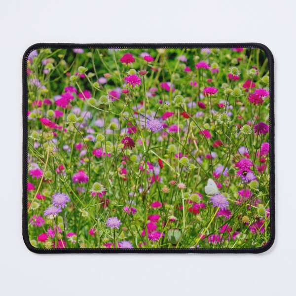 Item preview, Harlow Museum & Walled Gardens | The Flowers of Summer | Nature Photography | Minimalist Photography | Minimalist Nature Art | Limited Edition designed and sold by ArtPrintsbyNathan.