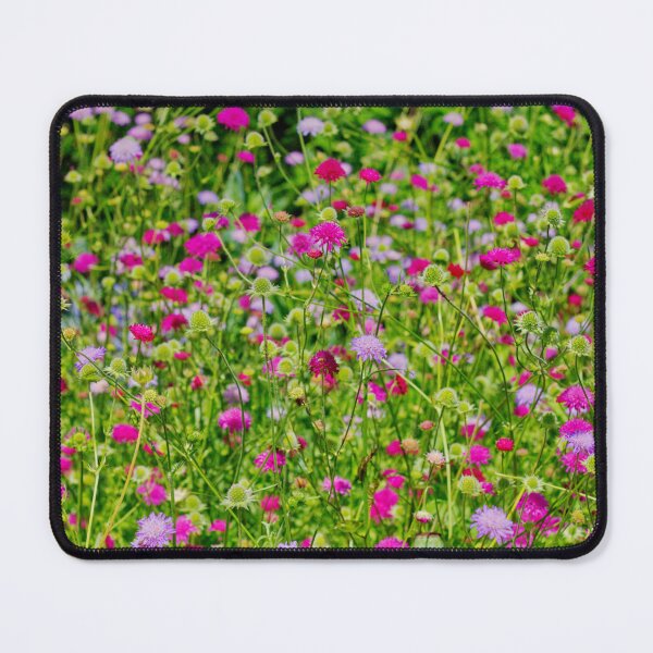 Item preview, Harlow Museum & Walled Gardens | The Flowers of Summer | Nature Photography | Minimalist Photography | Minimalist Nature Art | Limited Edition designed and sold by ArtPrintsbyNathan.