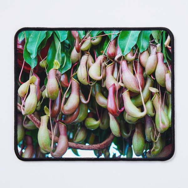 Item preview, Nature's Traps — Hanging Pitcher Plants, Tropical Carnivorous Garden designed and sold by Jomsunshine.