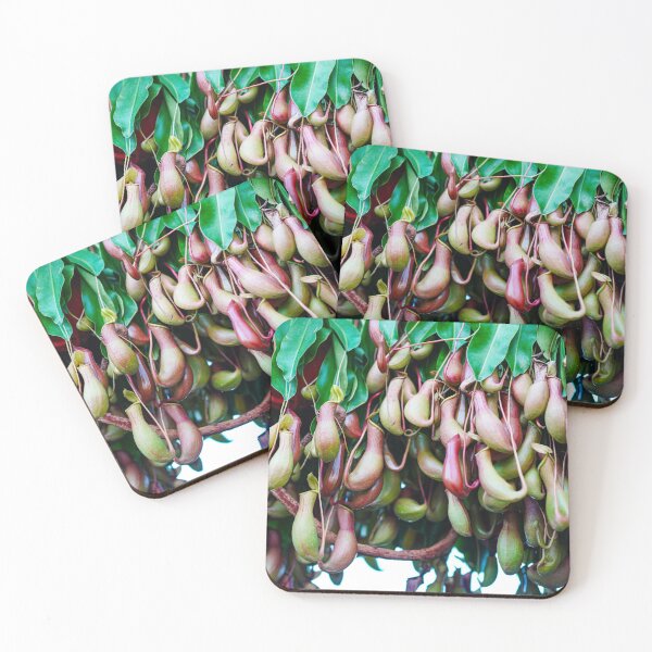 Item preview, Nature's Traps — Hanging Pitcher Plants, Tropical Carnivorous Garden designed and sold by Jomsunshine.
