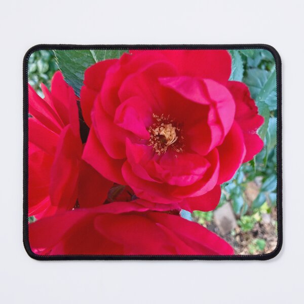 Item preview, Vibrant Red Rose designed and sold by Betsy Phillips.