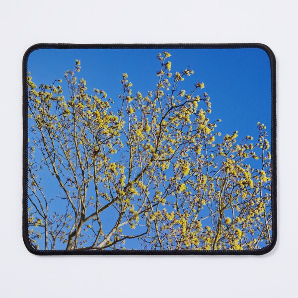 Item preview, Spring Bud Burst | 05 | Hope | Renewal | New Beginnings | Nature | Minimalism | Photography | Limited Edition designed and sold by ArtPrintsbyNathan.