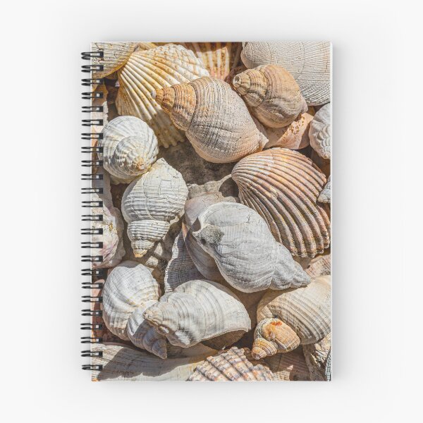Item preview, Seashells designed and sold by Dave Hare Photography.