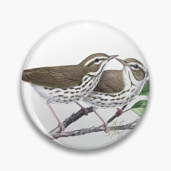 Item preview, Louisiana Waterthrush (Parkesia motacilla)  designed and sold by JadaFitch.