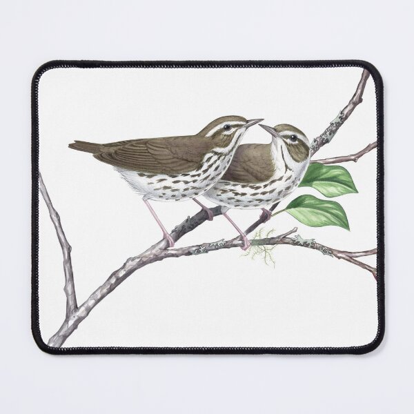 Item preview, Louisiana Waterthrush (Parkesia motacilla) designed and sold by JadaFitch.