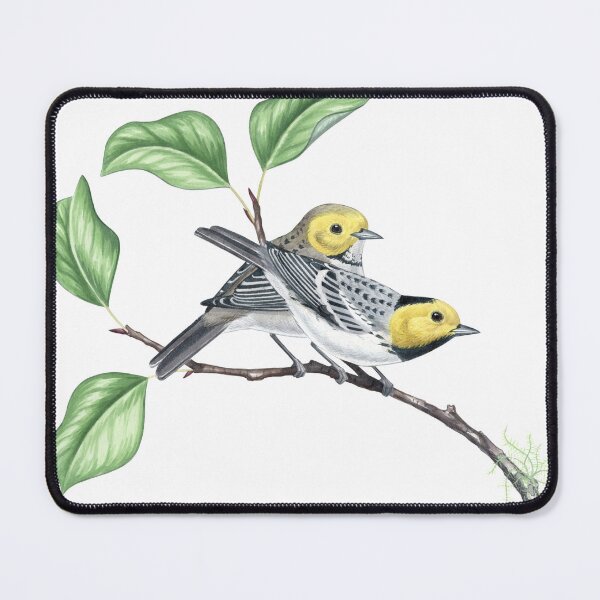Item preview, Hermit Warbler (Setophaga occidentalis) designed and sold by JadaFitch.