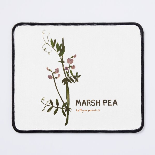 Item preview, Marsh Pea - Lathyrus palustris designed and sold by kindbotanicals.