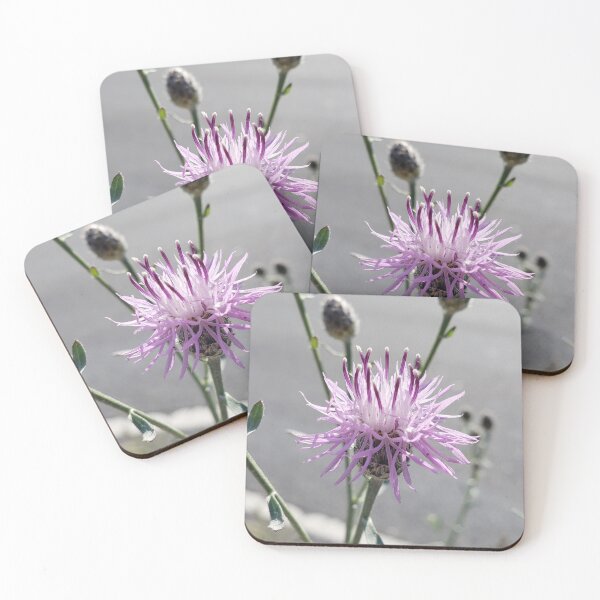Item preview, Spotted Knapweed Bloom Growing from a Highway Median designed and sold by concretebotany.