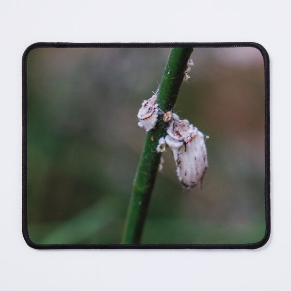 Item preview, Close-Up of Insects on a Green Plant Stem in Natural Light designed and sold by Nmallia.