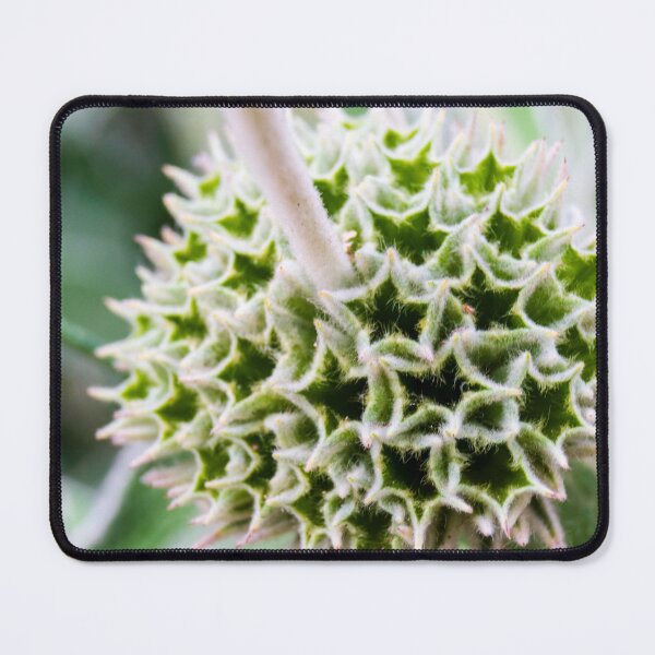 Item preview, Close-Up of a Unique Prickly Green Seed Pod on a Plant designed and sold by Nmallia.