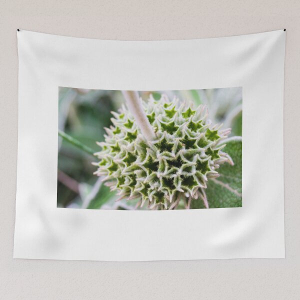 Item preview, Close-Up of a Unique Prickly Green Seed Pod on a Plant designed and sold by Nmallia.