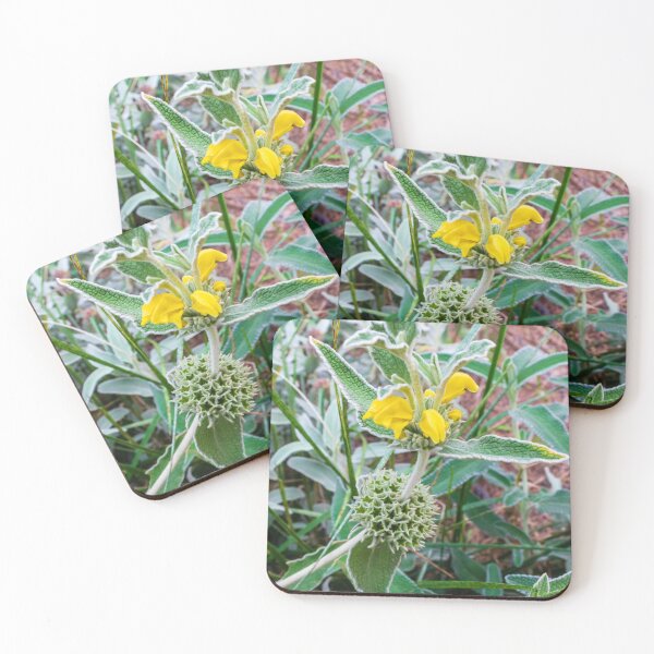 Item preview, Close-Up of Wildflower With Yellow Blooms and Spiky Green Foliage in Nature designed and sold by Nmallia.