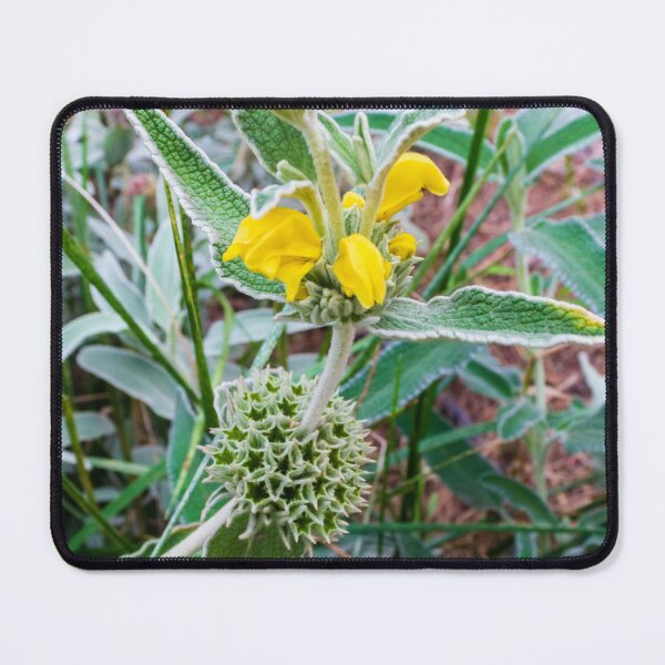 Item preview, Close-Up of Wildflower With Yellow Blooms and Spiky Green Foliage in Nature designed and sold by Nmallia.