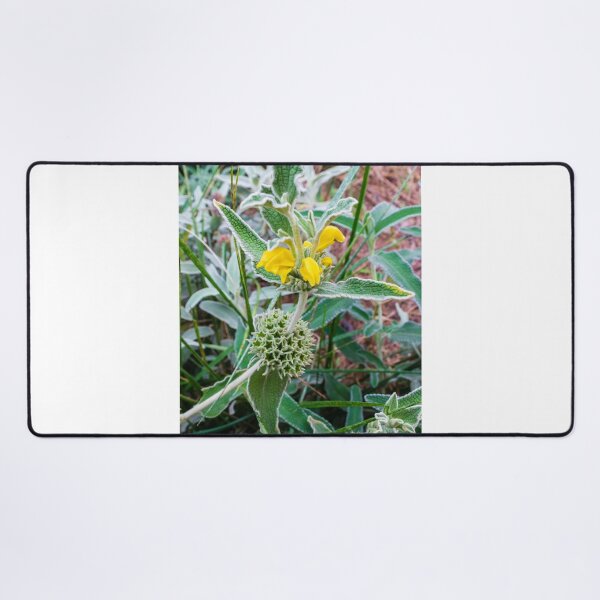 Item preview, Close-Up of Wildflower With Yellow Blooms and Spiky Green Foliage in Nature designed and sold by Nmallia.