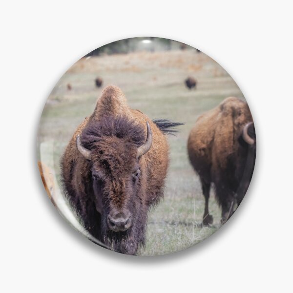 Item preview, Bison Herd in Custer State Park SD designed and sold by PhotoArt by Joan Carroll.