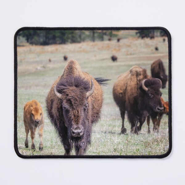 Item preview, Bison Herd in Custer State Park SD designed and sold by PhotoArt by Joan Carroll.