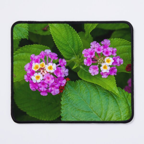 Item preview, Vibrant Pink and Yellow Flowers Among Green Leaves in a Natural Setting designed and sold by Nmallia.