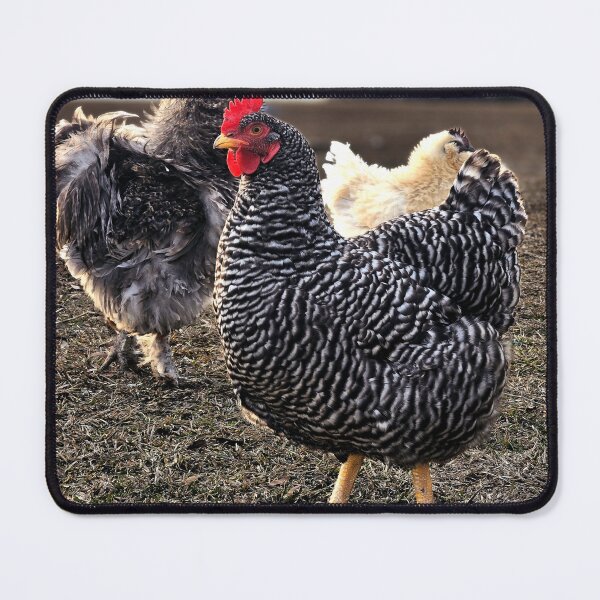 Item preview, Chickens in the Farmyard designed and sold by Stacey's unpromised.