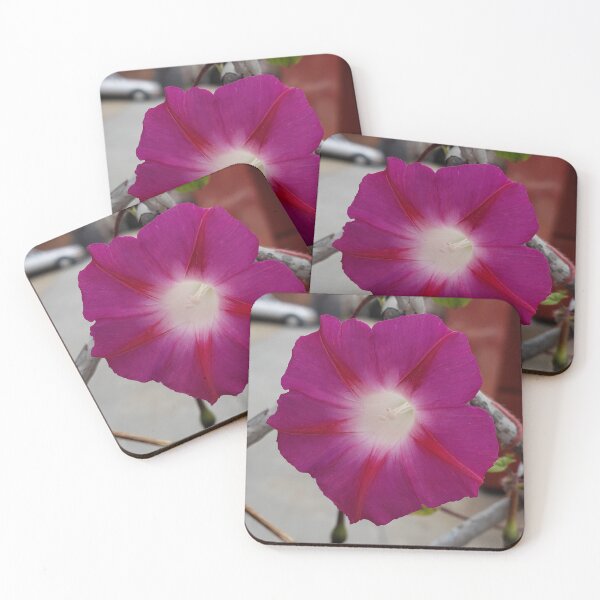 Item preview, Morning Glory on the Furness Chain Link Fence 1 designed and sold by concretebotany.