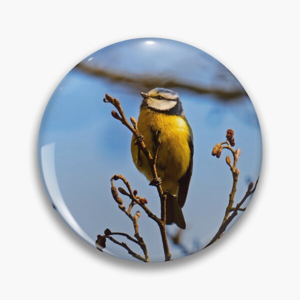 Item preview, Perched Eurasian Blue Tit on Bare Twigs designed and sold by BarbeeOneida.