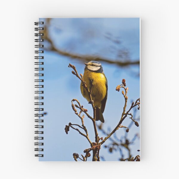 Item preview, Perched Eurasian Blue Tit on Bare Twigs designed and sold by BarbeeOneida.