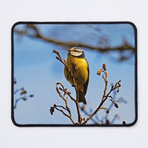 Item preview, Perched Eurasian Blue Tit on Bare Twigs designed and sold by BarbeeOneida.