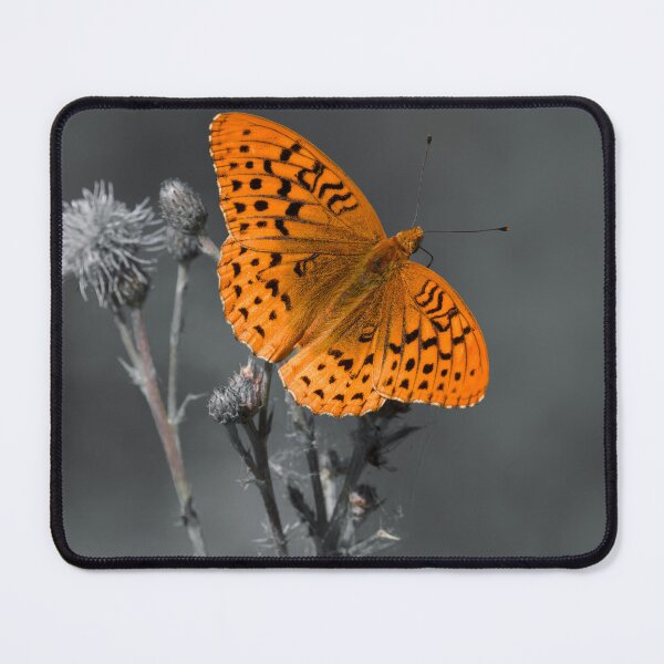Item preview, Great Spangled Fritillary color isolated designed and sold by Cblifeisgood.