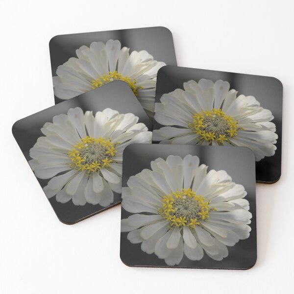 Item preview, White Zinnia with black background  designed and sold by Cblifeisgood.