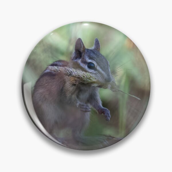 Item preview, Chipmunk eating grass designed and sold by Cblifeisgood.