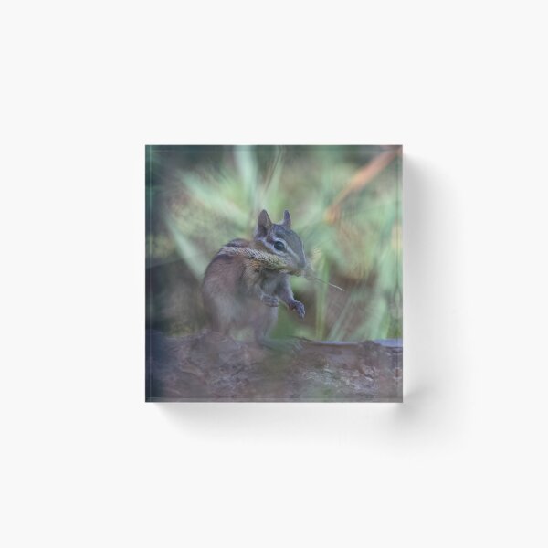 Item preview, Chipmunk eating grass designed and sold by Cblifeisgood.