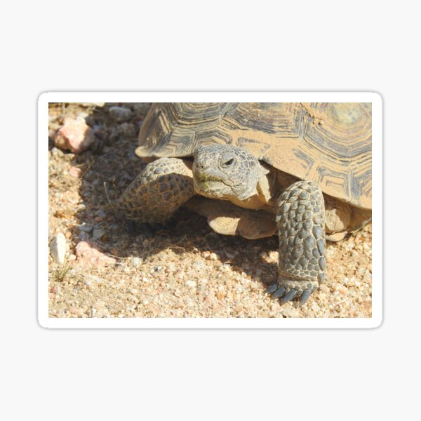 Desert tortoise, wildlife, reptiles, Desert Charmer Sticker