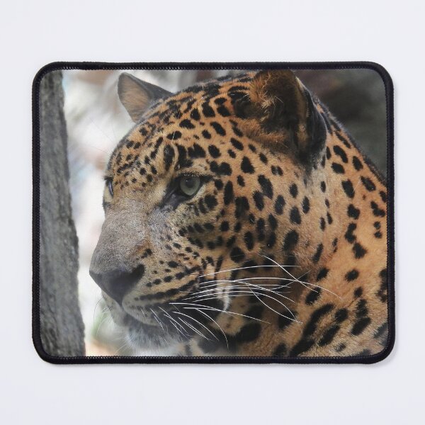 Item preview, Indian Leopard Close Up designed and sold by Linda Walsh.