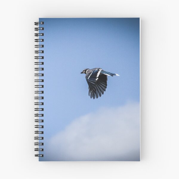 Item preview, Blue Jay in Flight designed and sold by Birds & Beans Photography.