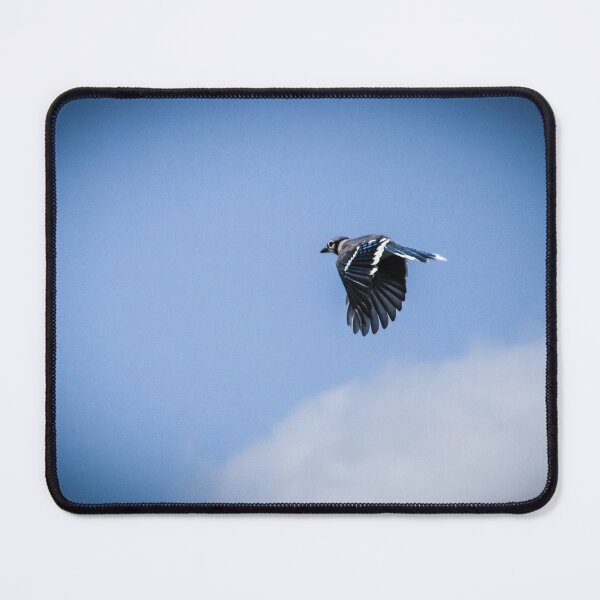 Artikelvorschau, Blauhäher im Flug entworfen und verkauft von Birds & Beans Photography.