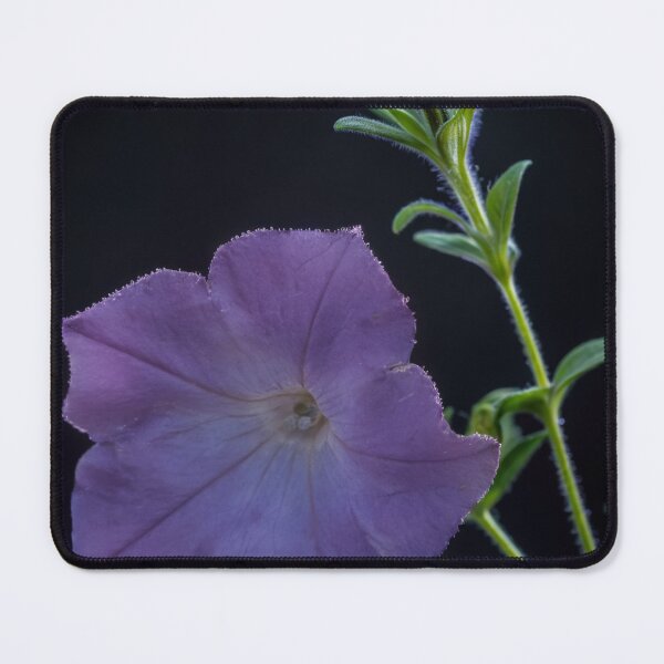 Item preview, Purple Petunia Flower with Bud on Black Background designed and sold by gaohao1.