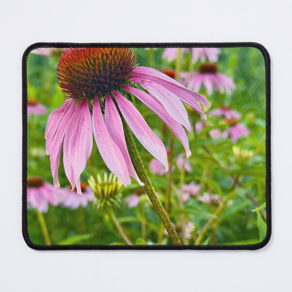 Item preview, Echinacea in Bloom Pink Purple Coneflowers by Pamela Storch designed and sold by Pamela Storch.