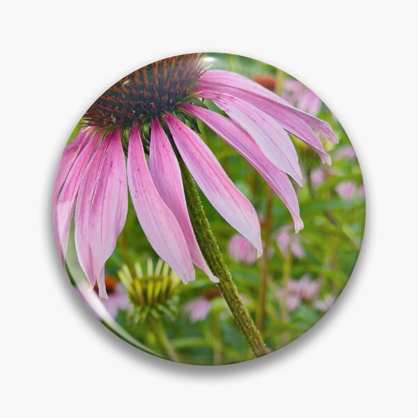 Item preview, Echinacea in Bloom Pink Purple Coneflowers by Pamela Storch designed and sold by Pamela Storch.