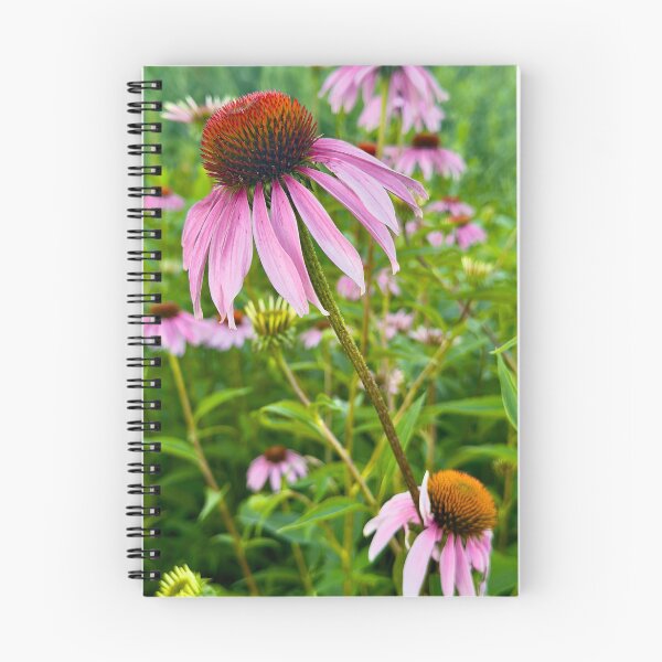 Item preview, Echinacea in Bloom Pink Purple Coneflowers by Pamela Storch designed and sold by Pamela Storch.
