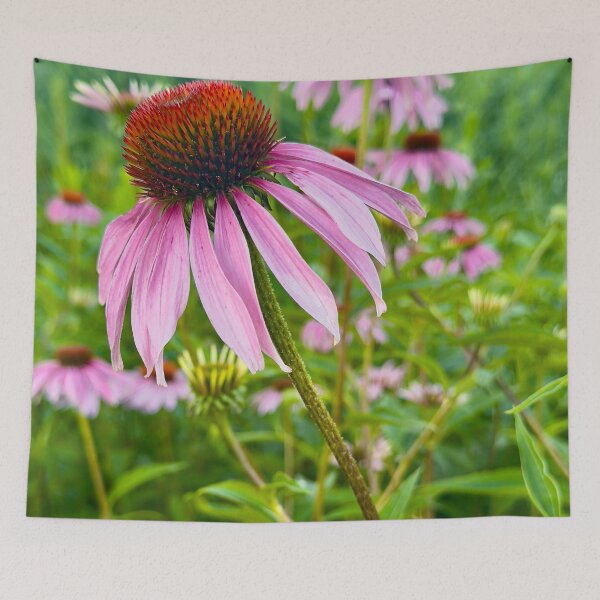 Item preview, Echinacea in Bloom Pink Purple Coneflowers by Pamela Storch designed and sold by Pamela Storch.