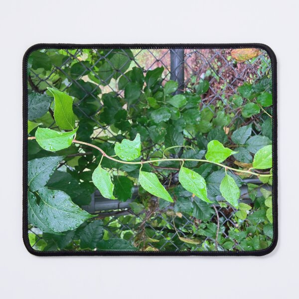 Item preview, Vines on a Fence  designed and sold by Amanda1775.
