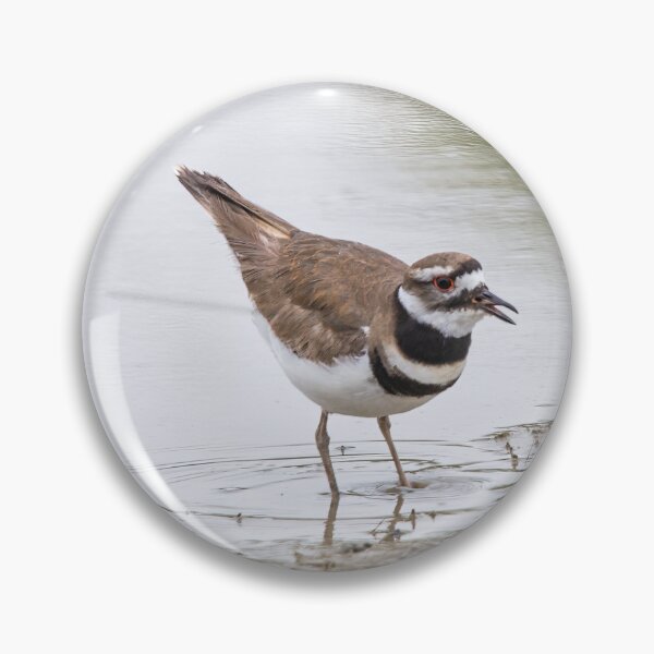 Item preview, Killdeer Wading designed and sold by CarolM.