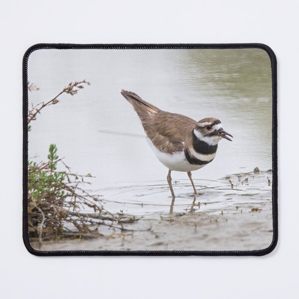 Item preview, Killdeer Wading designed and sold by CarolM.