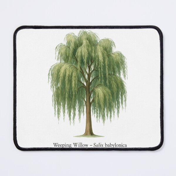 Item preview, Weeping Willow  Salix Babylonica designed and sold by dobbinsuns.