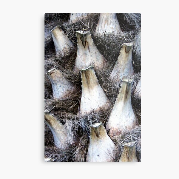 Palm Detail Metal Print