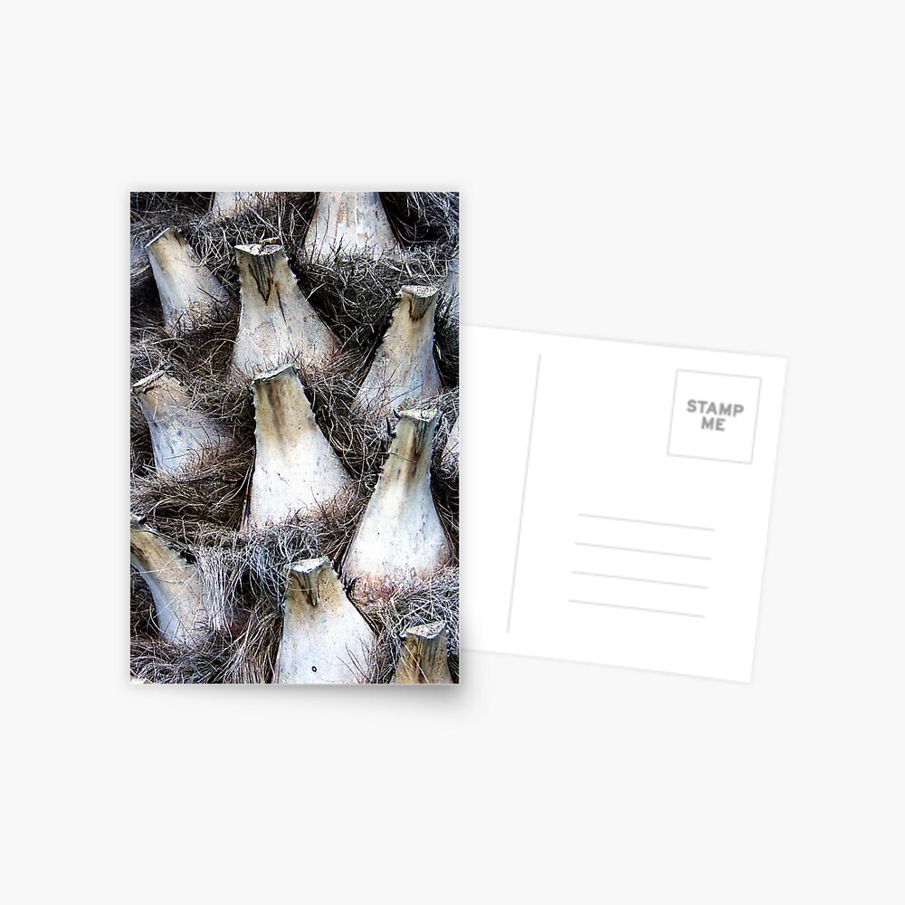 Palm Detail Postcard