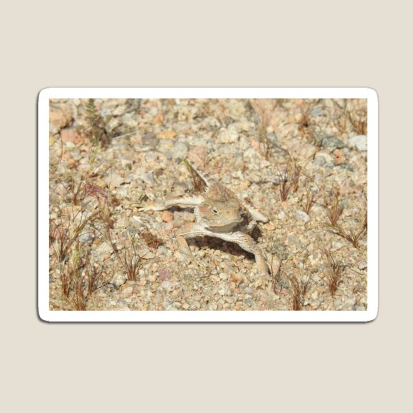 Horned lizard, horny toad, Naturally Disguised Magnet