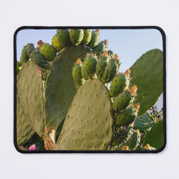 Item preview, Prickly Pear Cactus with Fruit and Pads In Sunny Urban Garden Landscape designed and sold by Nmallia.