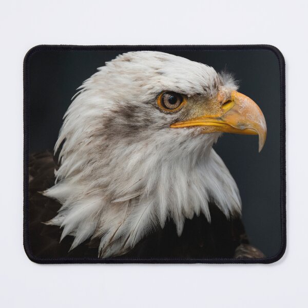 Item preview, Photo of a Bald Eagle (Haliaeetus leucocephalus). designed and sold by VinePhotog.